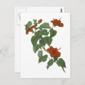Hibiscus Flower Botanical Drawing Briefkaart (Voorkant / Achterkant)