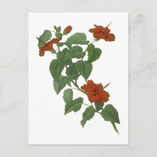Hibiscus Flower Botanical Drawing Briefkaart