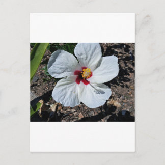 Hibiscus Flower Briefkaart