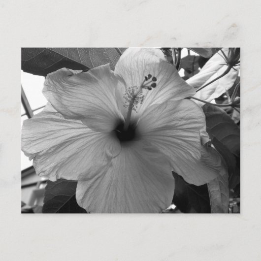 Hibiscus Flower Briefkaart (Voorkant)