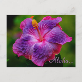 Hibiscus Flower Briefkaart