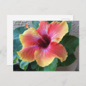 Hibiscus Flower Briefkaart (Voorkant / Achterkant)