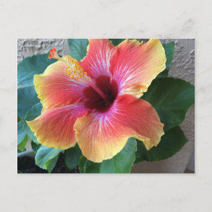 Hibiscus Flower Briefkaart