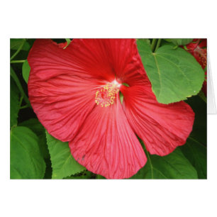 Hibiscus Flower Bright Magenta Floral