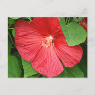 Hibiscus Flower Bright Magenta Floral Briefkaart