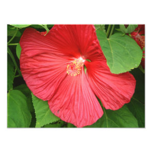 Hibiscus Flower Bright Magenta Floral Foto Afdruk