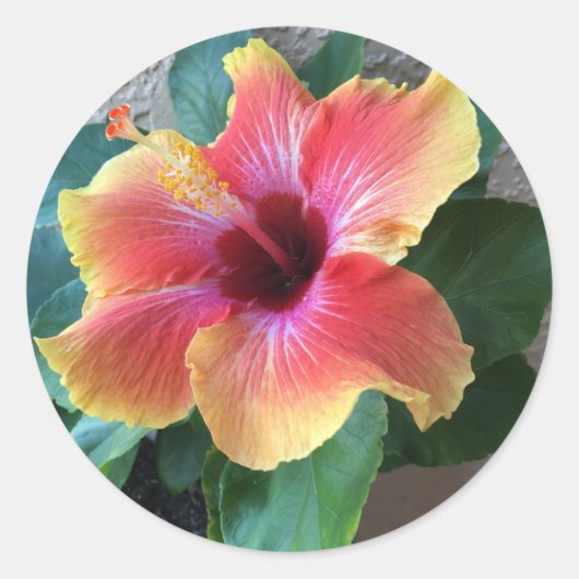 Hibiscus Flower Ronde Sticker (Voorkant)