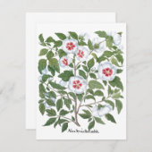  Hibiscus Flowers van Basilius Besler (Voorkant / Achterkant)