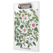  Hibiscus Flowers van Basilius Besler Klembord (Links)