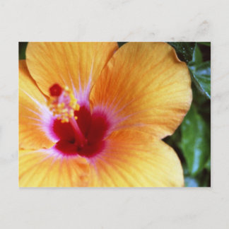 Hibiscus, geel-Oranje Briefkaart