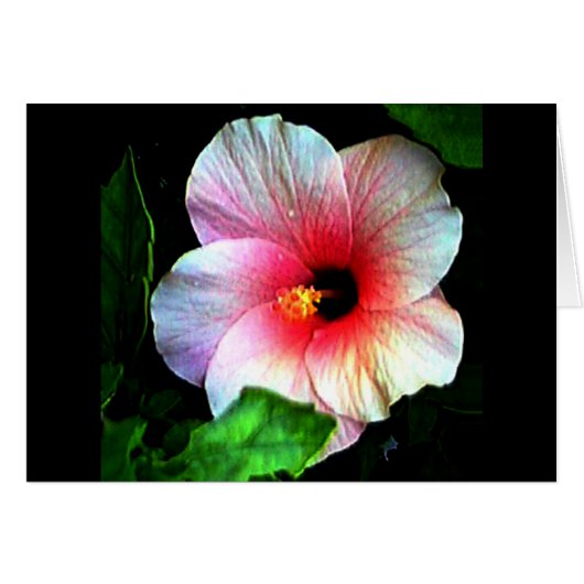 Hibiscus Gibney Le Musée Zazzle (Devant horizontal)