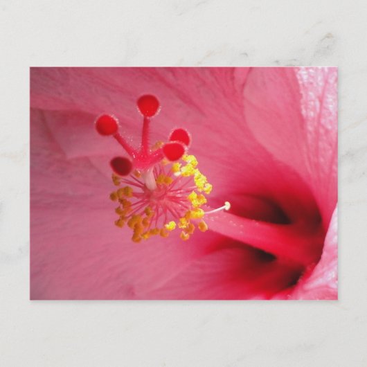 hibiscus hart briefkaart (Voorkant)