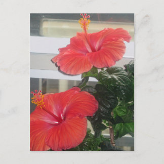 Hibiscus House Plant Briefkaart