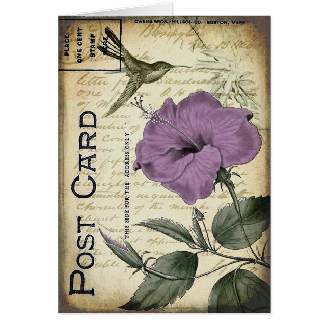  Hibiscus Hummingbird (Voorkant)