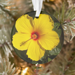 Hibiscus jaune Mele Kalikimaka Fleur tropicale