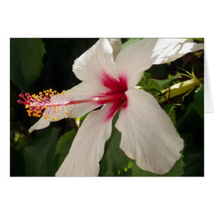 Hibiscus-kaart