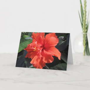Hibiscus Kaart