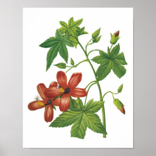 hibiscus (Lavatera phoenicea) van Redouté Poster