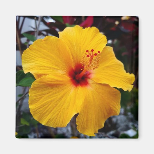 Hibiscus Magneet (Voorkant)