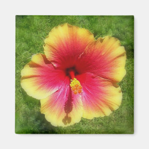 Hibiscus Magnet Magneet