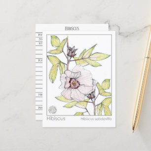 Hibiscus Materia Medica Monografie Kruidenonderzoe Briefkaart