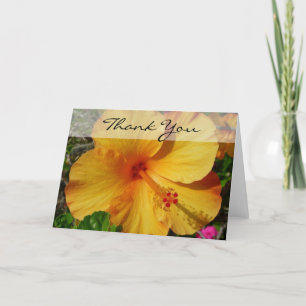 Hibiscus - Merci