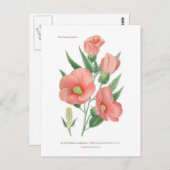 Hibiscus militaris briefkaart (Voorkant / Achterkant)
