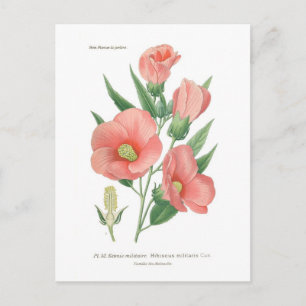 Hibiscus militaris briefkaart