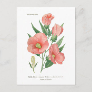 Hibiscus militaris briefkaart