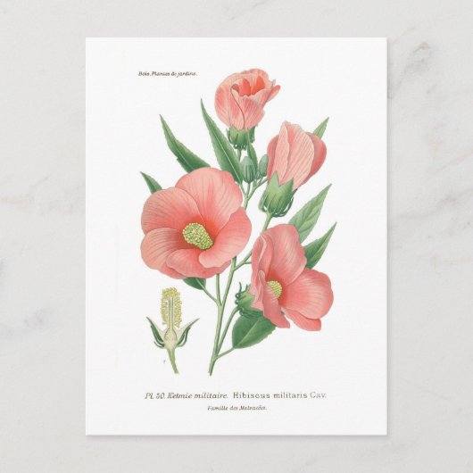 Hibiscus militaris briefkaart (Voorkant)