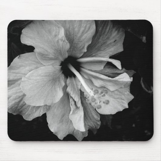 Hibiscus Muismat (Voorkant)