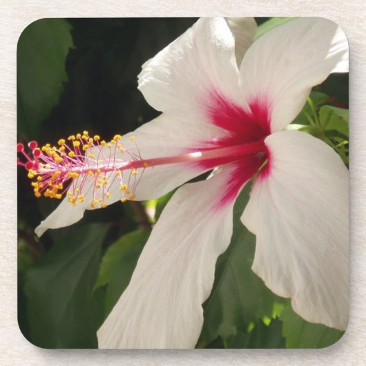Hibiscus Onderzetters (Voorkant)