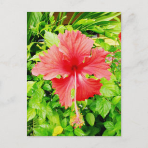 Hibiscus, Placencia, Belize Briefkaart