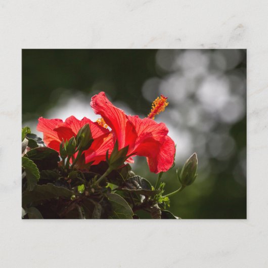 Hibiscus Plant Briefkaart (Voorkant)