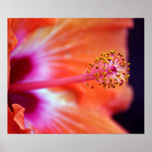 Hibiscus Poster