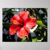  Hibiscus Poster (Voorkant)