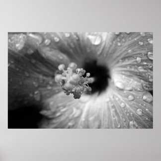 Hibiscus Poster