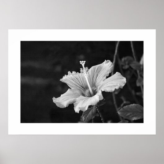 Hibiscus poster #2 (Voorkant)