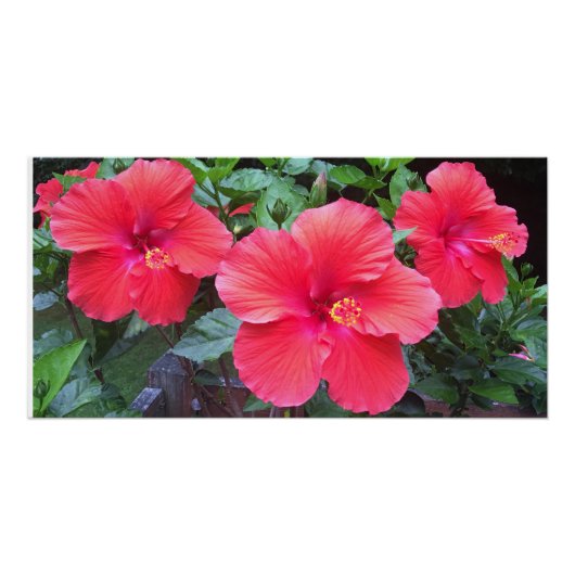 Hibiscus print perfect poster (Voorkant)