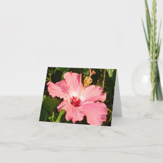 Hibiscus - R Kaart