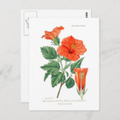 Hibiscus rosa-sinensis briefkaart (Voorkant / Achterkant)