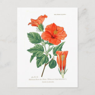 Hibiscus rosa-sinensis briefkaart