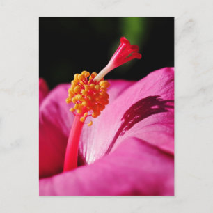 Hibiscus rosa-sinensis - closeup of a Hibiscus Briefkaart