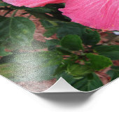 Hibiscus rose Floral Fleur Nature Photo Imprimer A (Coin)
