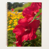 Hibiscus rouge (Devant)