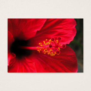 Hibiscus rouge