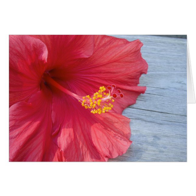Hibiscus rouge en fleur (Devant Horizontal)