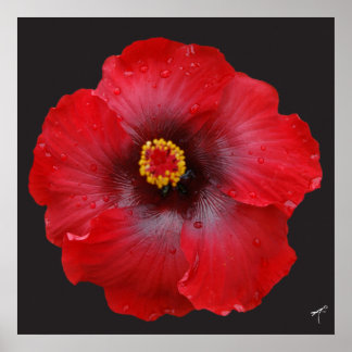Hibiscus rouge ; Impression en toile