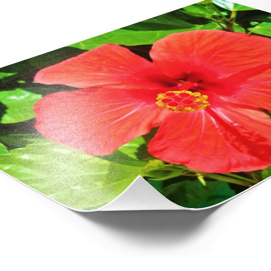 Hibiscus rouge - Impression photo (Coin)