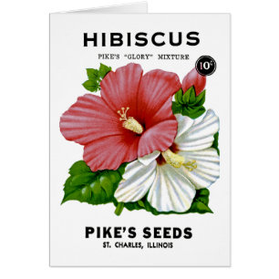 Hibiscus  Seed Packet